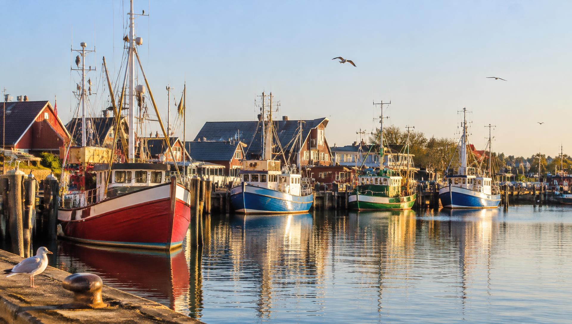 Bunte Fischkutter im Hafen im Abendlicht mit Möwen