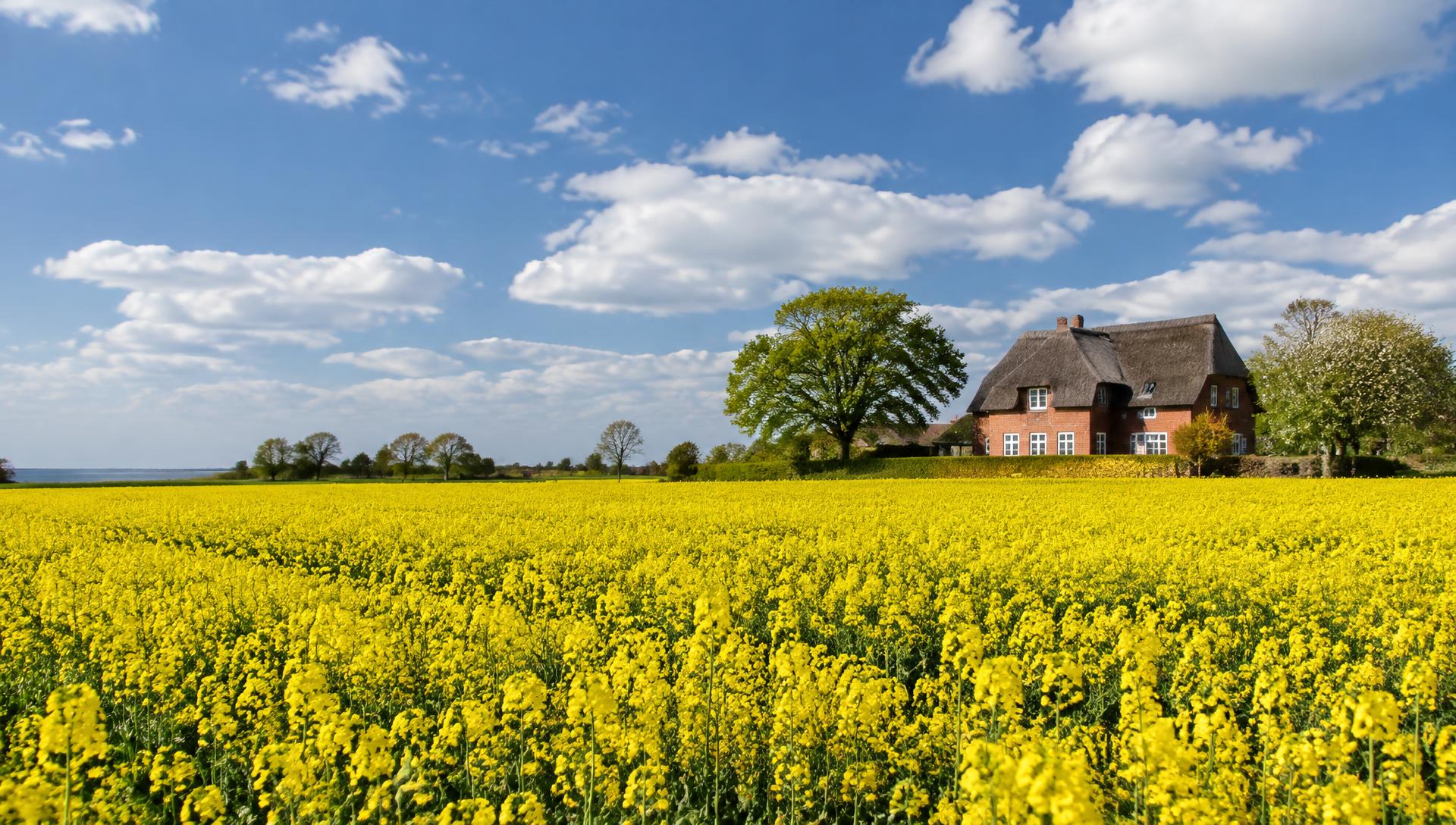 Blühendes Rapsfeld mit reetgedecktem Backsteinhaus unter blauem Himmel